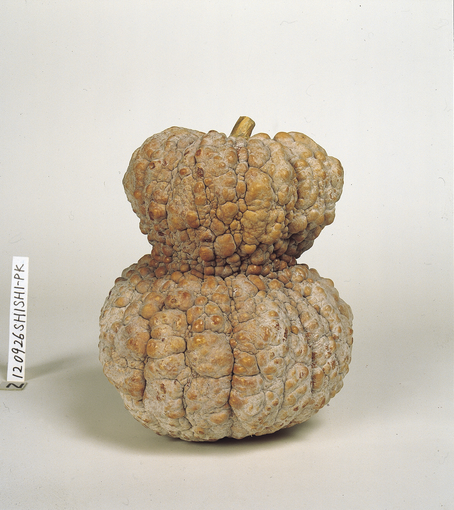 京野菜